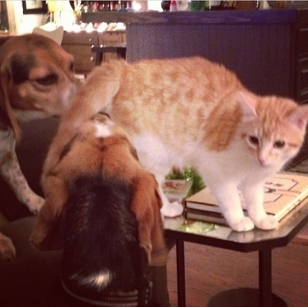 Beagles meet kitty // THE HIVE 