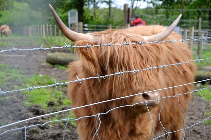 Highland Cows in Scotland // THE HIVE