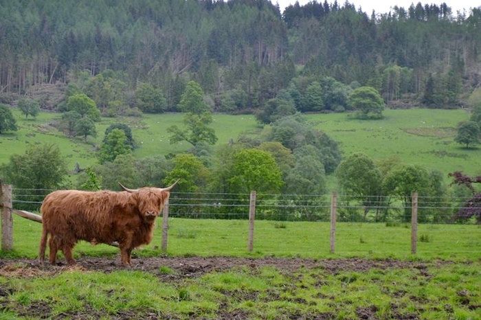 Highlands Cows in Scotland // THE HIVE